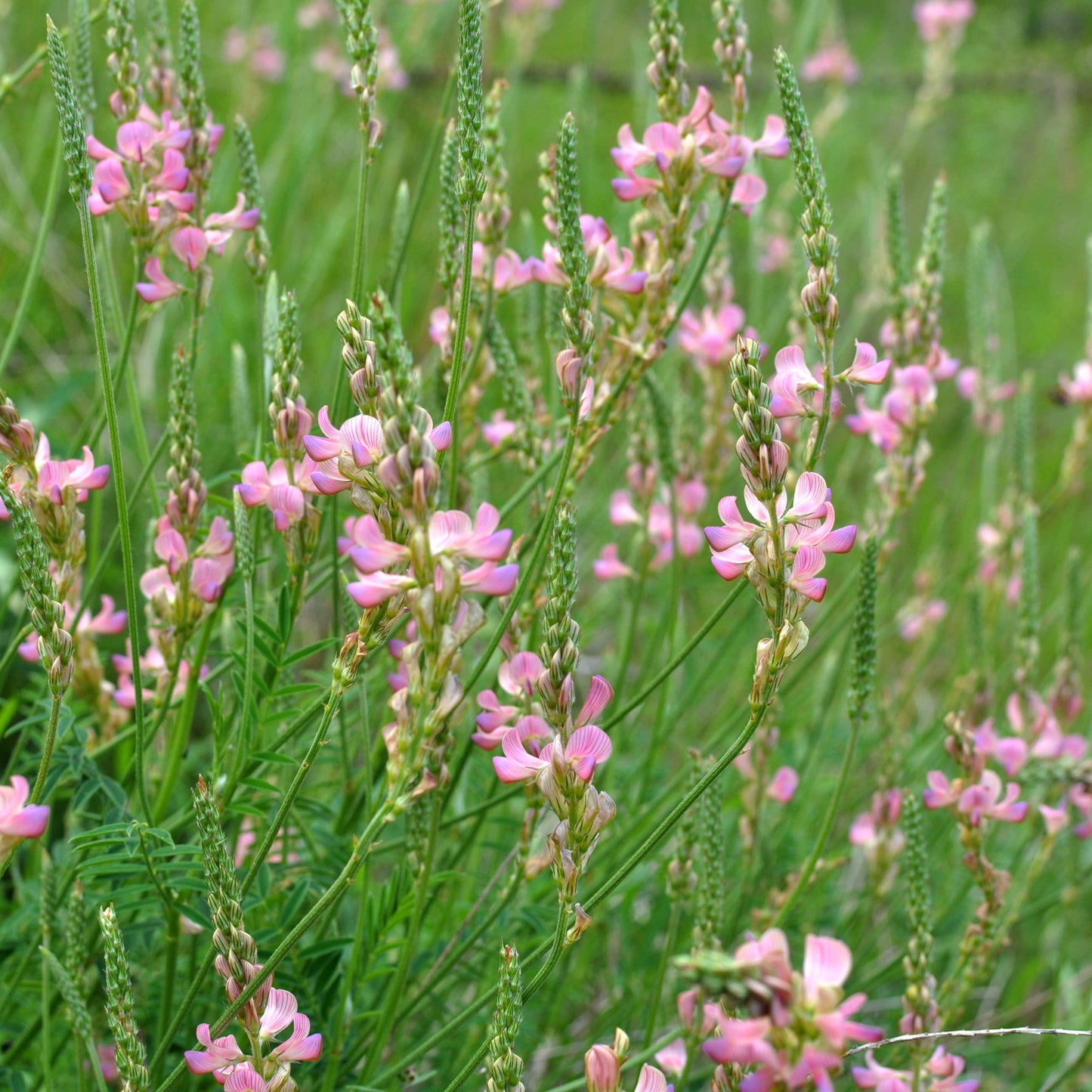 Sainfoin