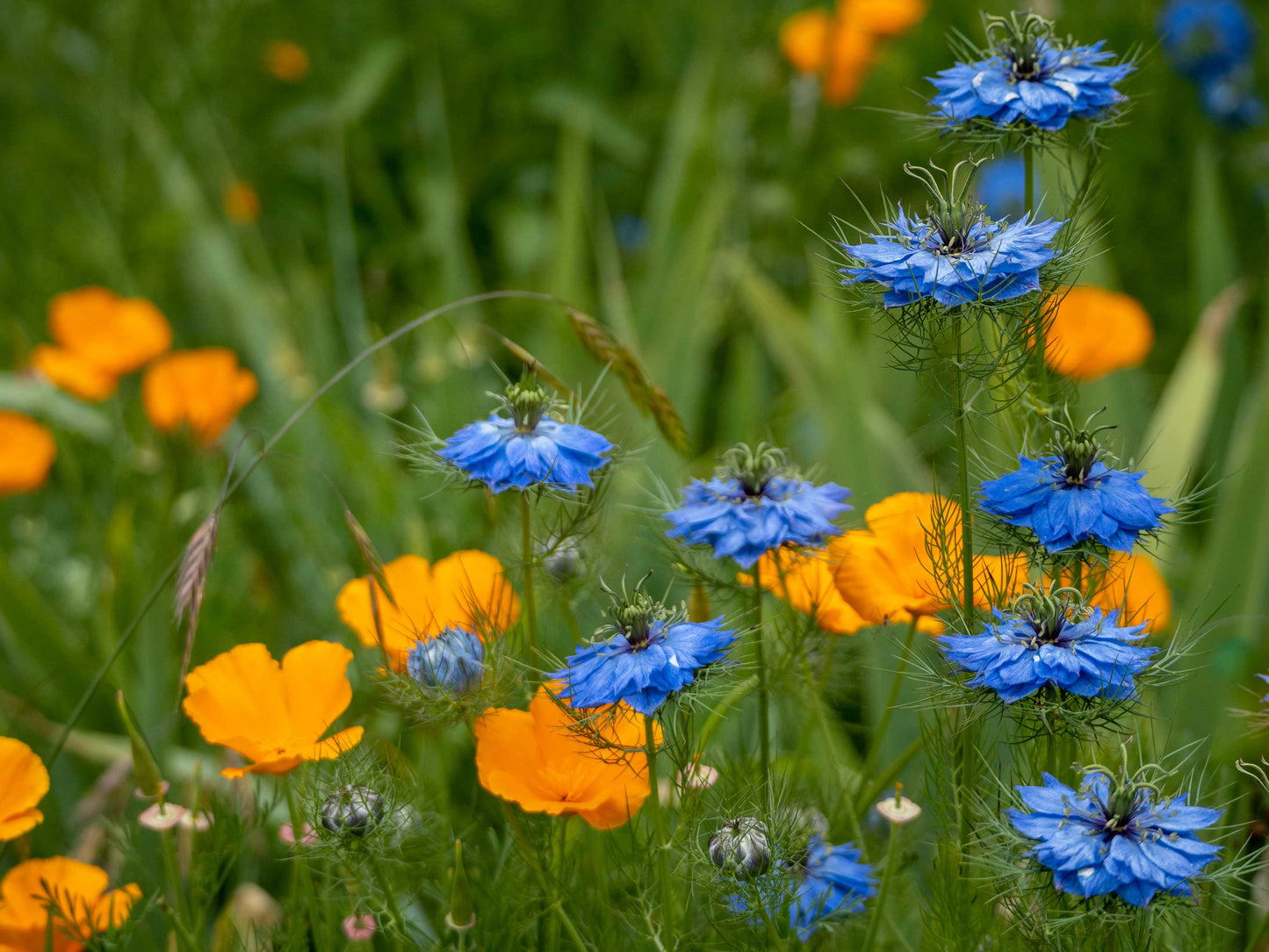 California Poppy