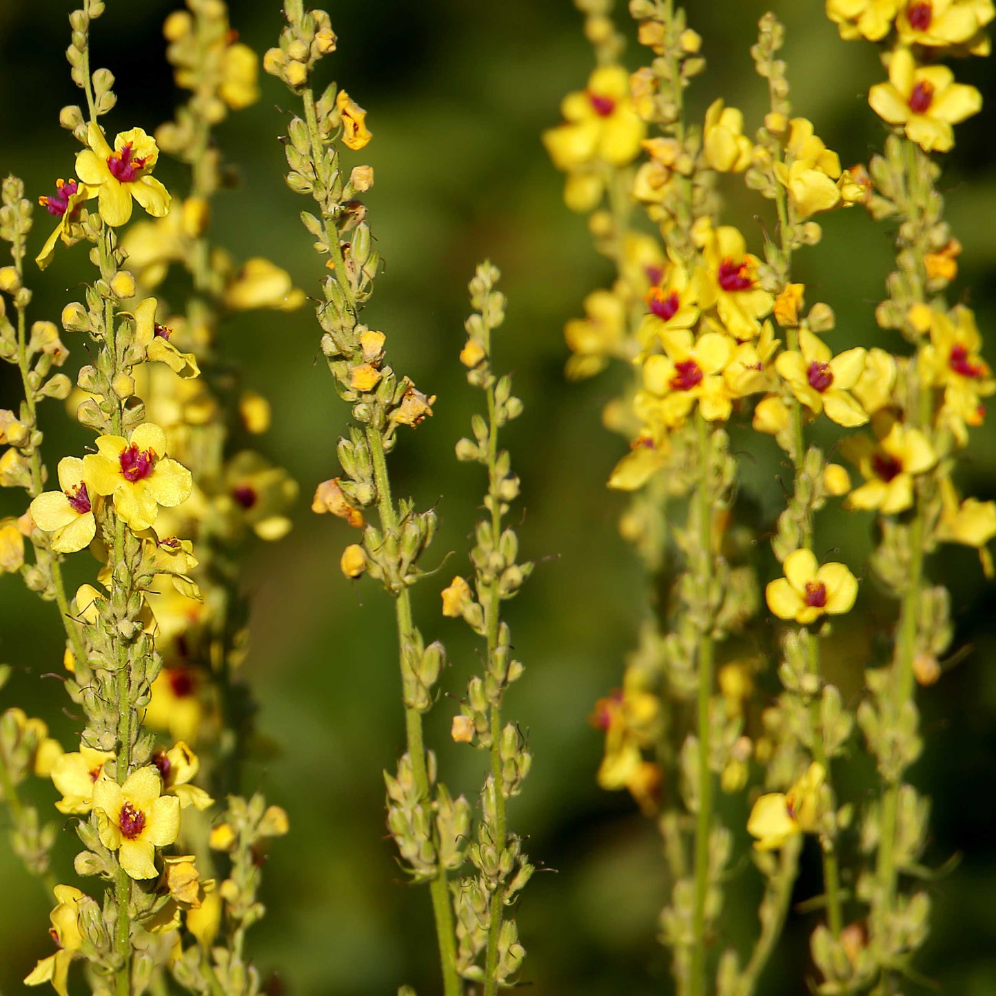 Dark Mullein