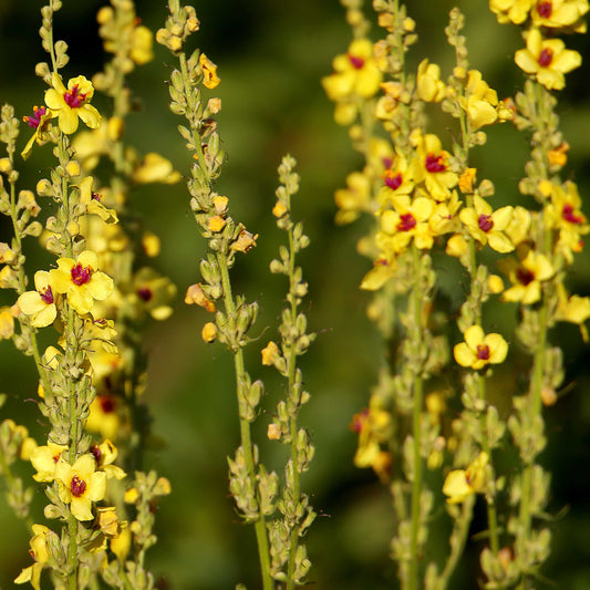 Dark Mullein