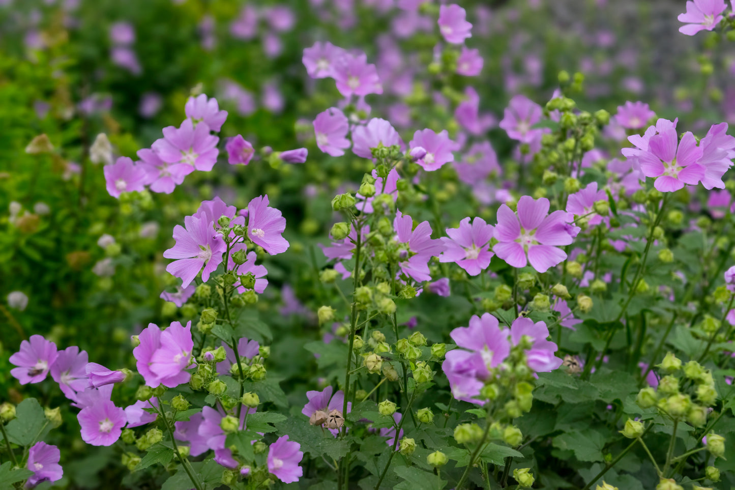 Musk Mallow