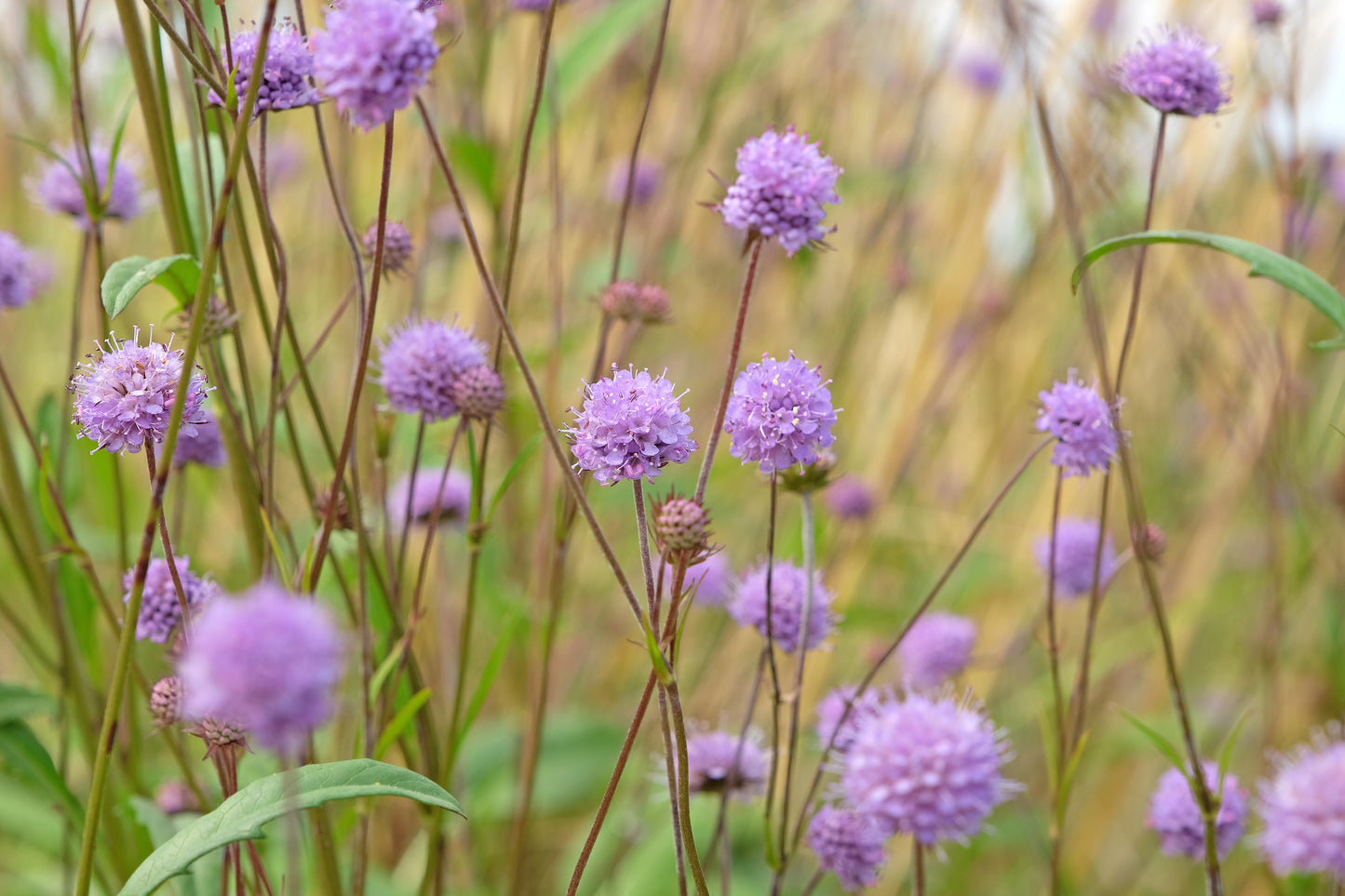 Devil's Bit Scabious