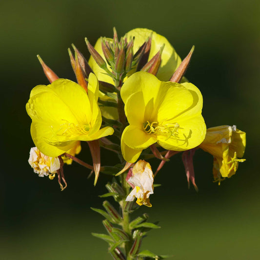 Evening Primrose