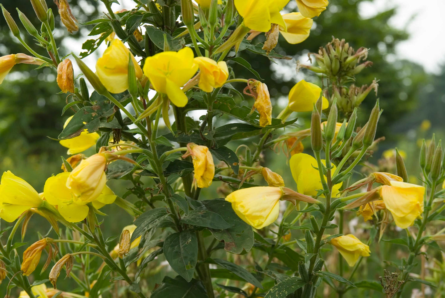Evening Primrose