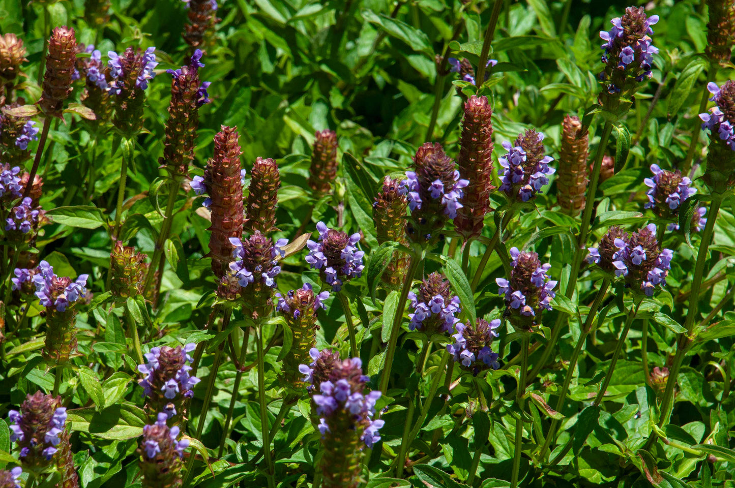 Self-heal