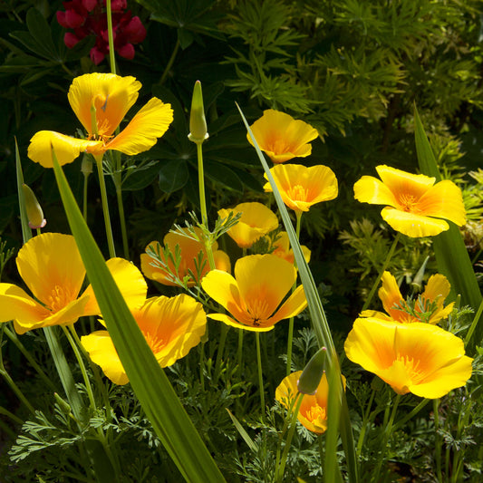 California Poppy