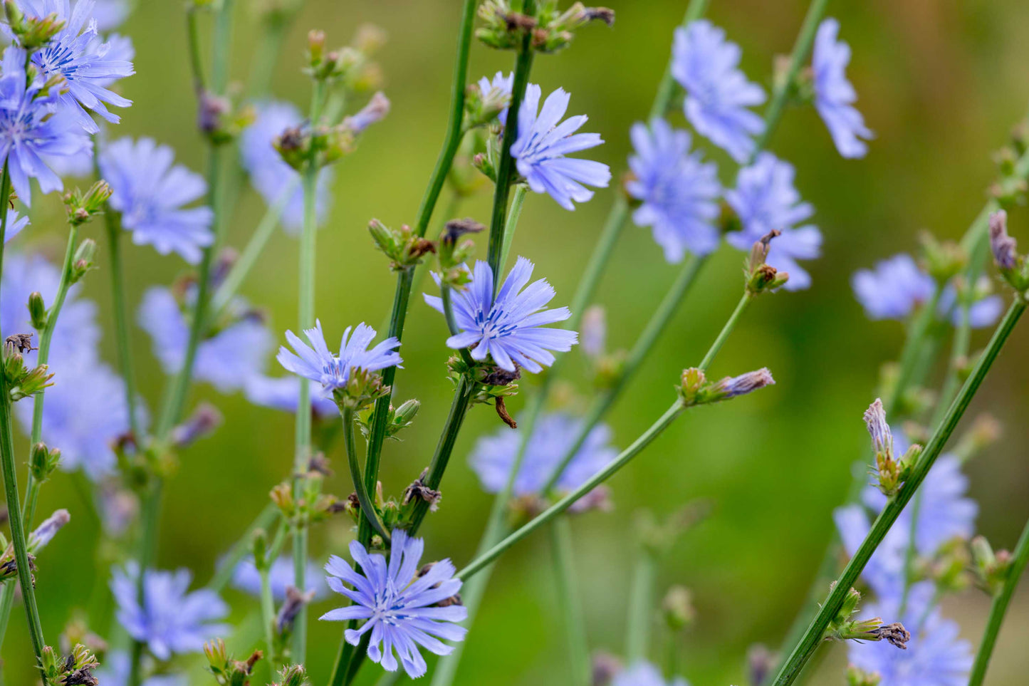 Nectar & Pollen
