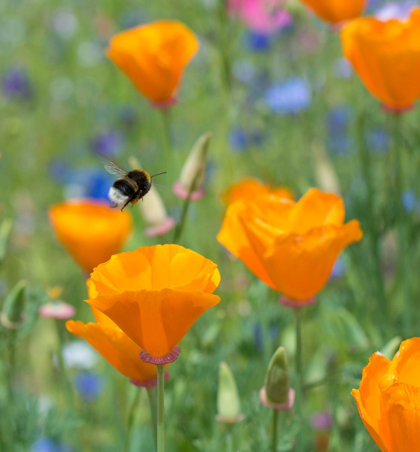 California Poppy