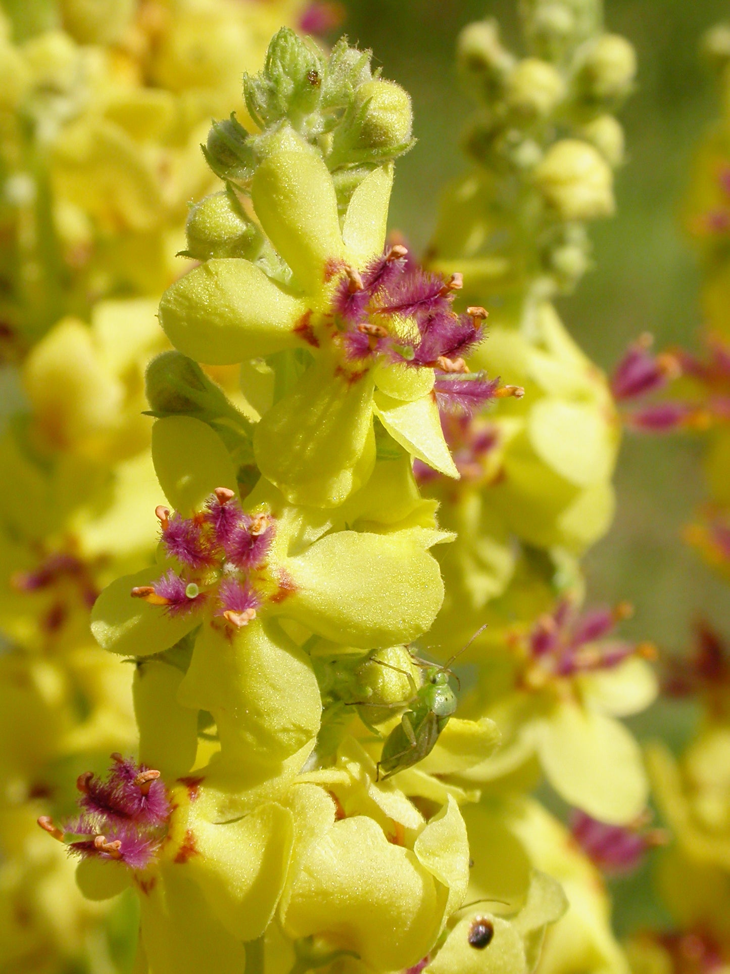 Dark Mullein