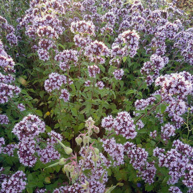 Wild Marjoram