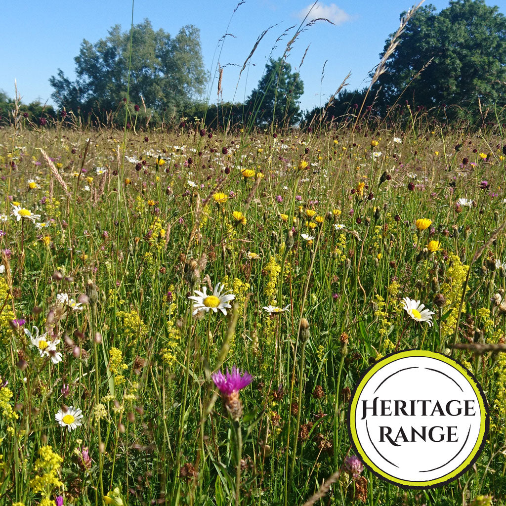 Wildflowers of the Meadow