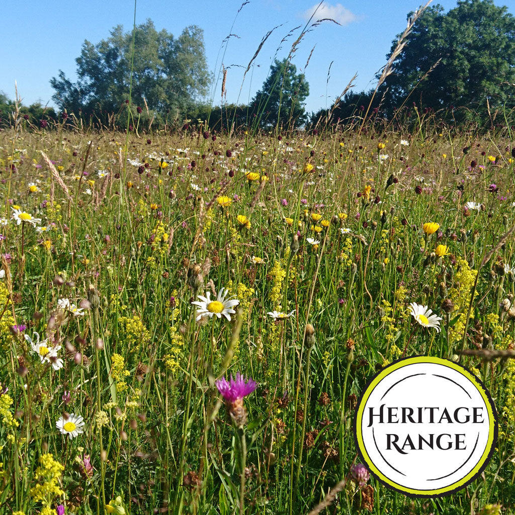 Native Meadows