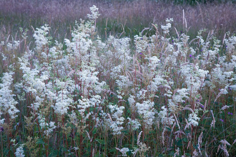Meadowsweet