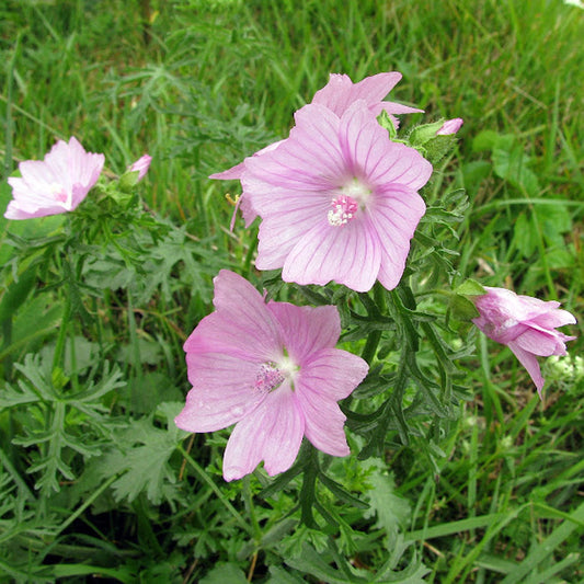 Musk Mallow