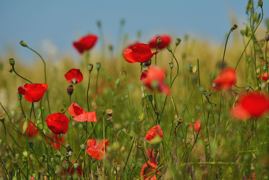 Poppies for Palestine