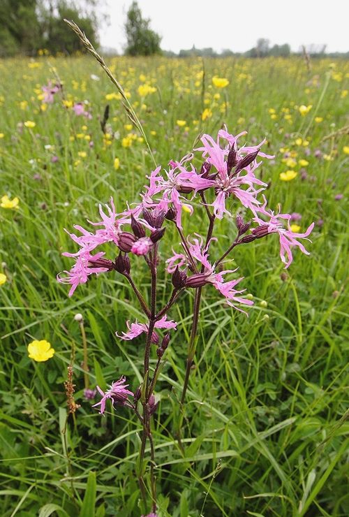 Ragged Robin