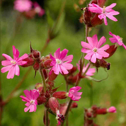 Red Campion