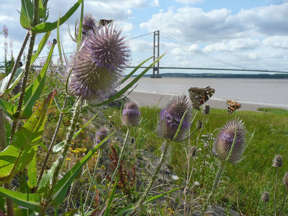 Teasel
