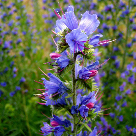 Viper's Bugloss