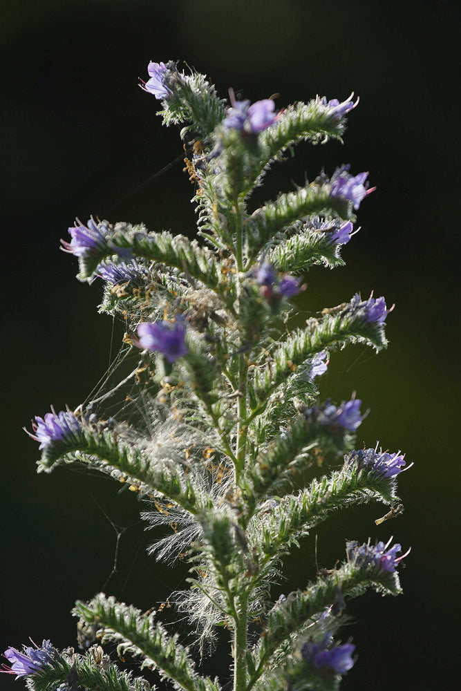 Viper's Bugloss