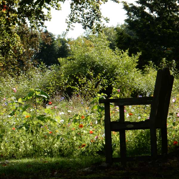 A bench in the shade by a swathe of flowers