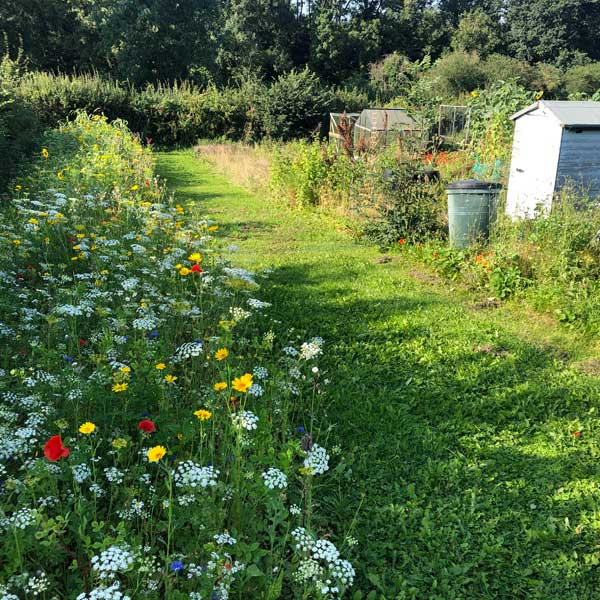 Allotments with a bed of flowers for pollinators