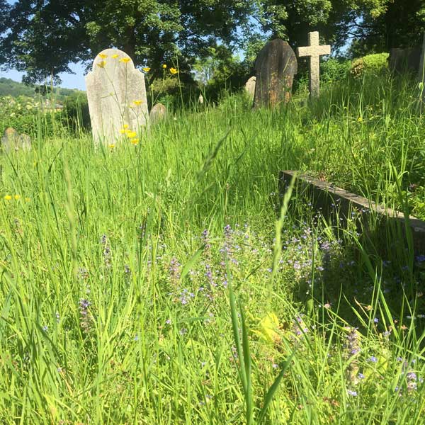 A grassy cemetery with wildflowers