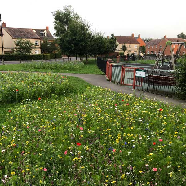 A sea of flowers by a children's playground