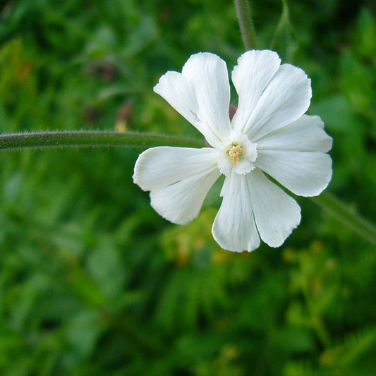 White Campion