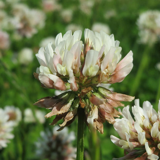 White Clover