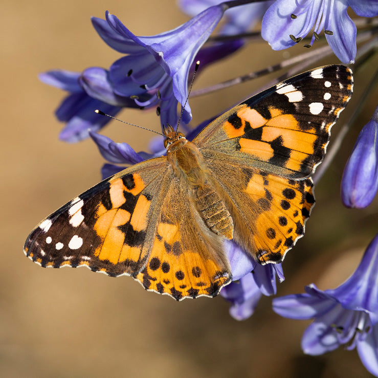 Painted Lady
