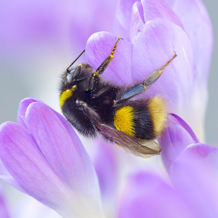 Bombus Terrestris