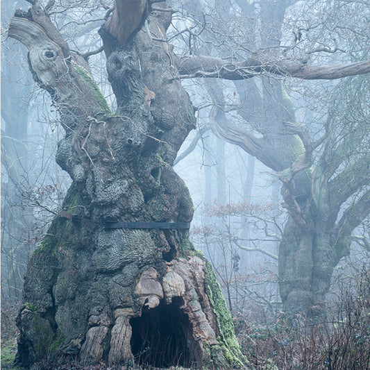 Big Belly Oak