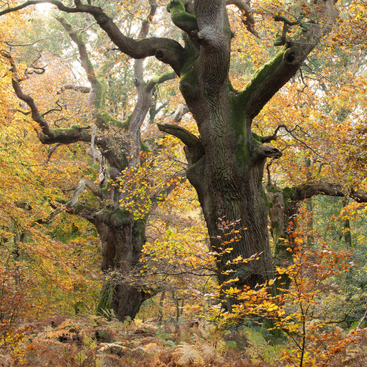 Autumn Oaks