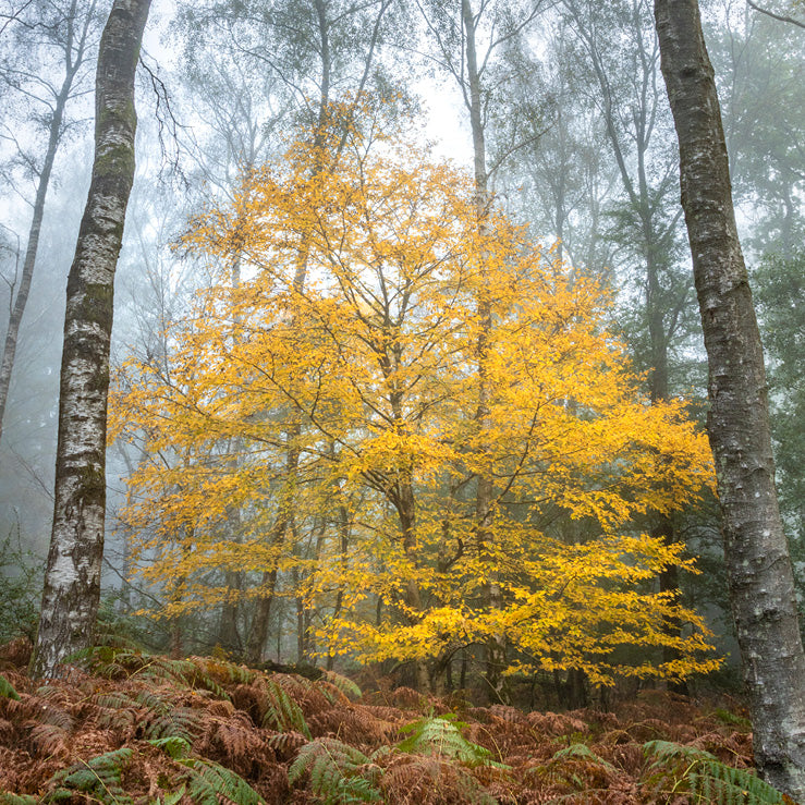 Birch Mist