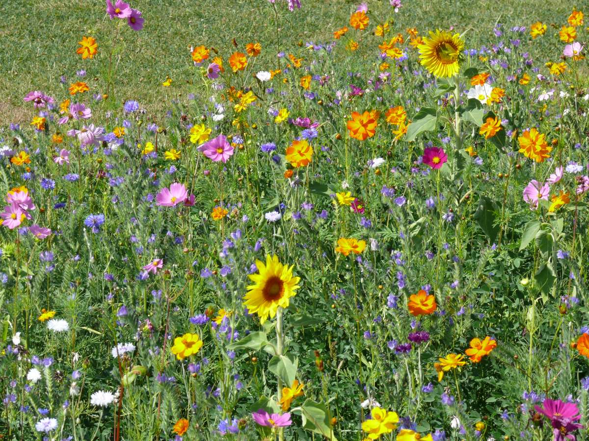 Bee Heaven