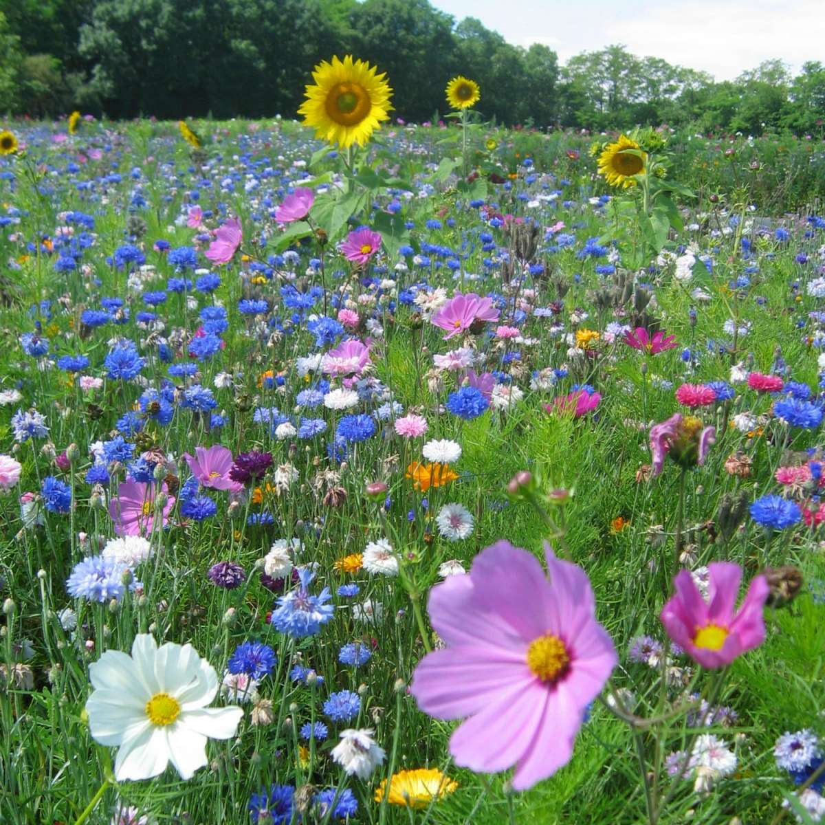 Bees Flower Meadow