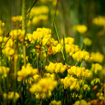 Wildflowers of the Meadow
