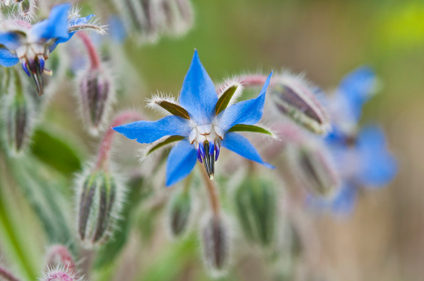 Borage