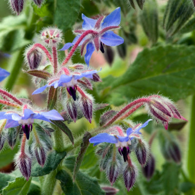 Borage