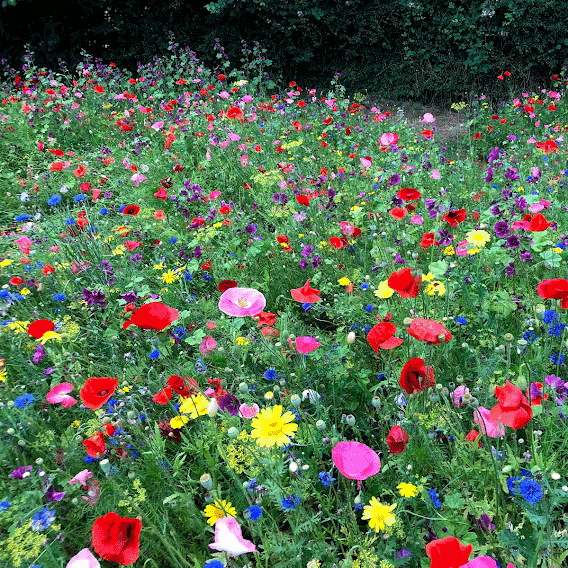 Butterfly Meadow Gift Box