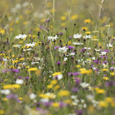 Wildflowers of the Meadow