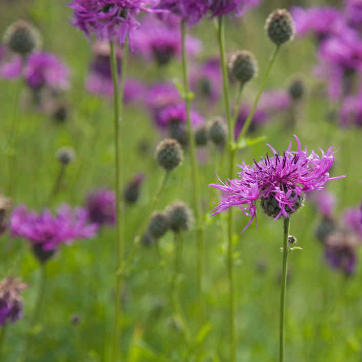 Wildflowers for Butterflies