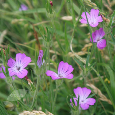 Wildflowers of the Cornfield