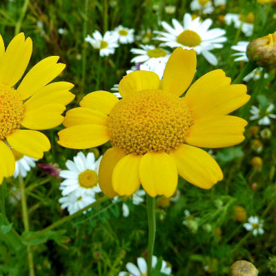 Wildflowers of the Cornfield