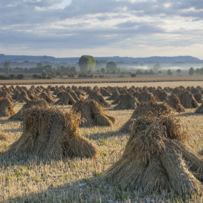 Corn Stooks