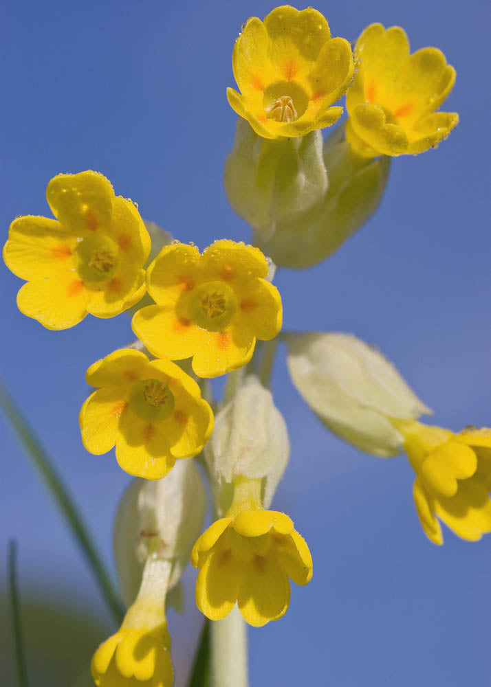 Cowslip