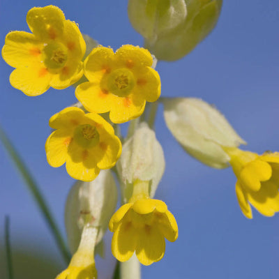 Wildflowers of the Meadow