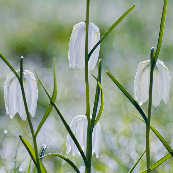 Fritillaries