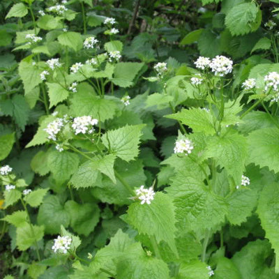 Hedge & Woodland